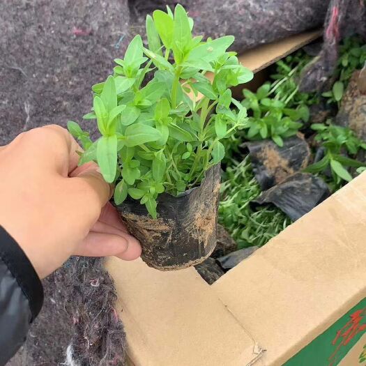青州市千屈菜 园林绿化河边水池 山东青州地被草花种植基