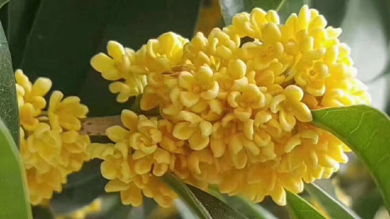 桂花瓣 