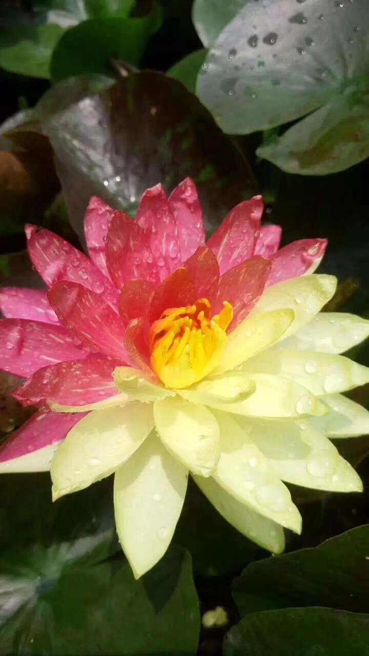 鄂莲9号  莲藕种苗，莲藕种苗，藕苗，荷花与睡莲