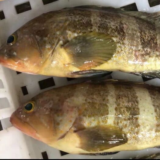 阳江六带石斑鱼 鱼类海鲜，活冻石斑鱼，3斤包邮