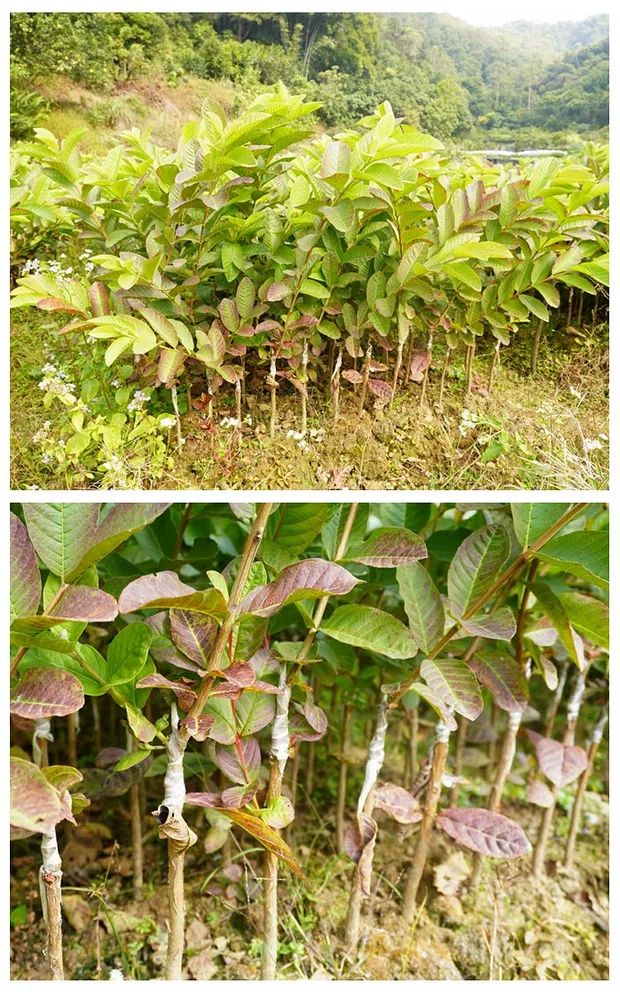 番石榴苗四季白心红心珍珠西瓜红芭乐嫁接苗包邮