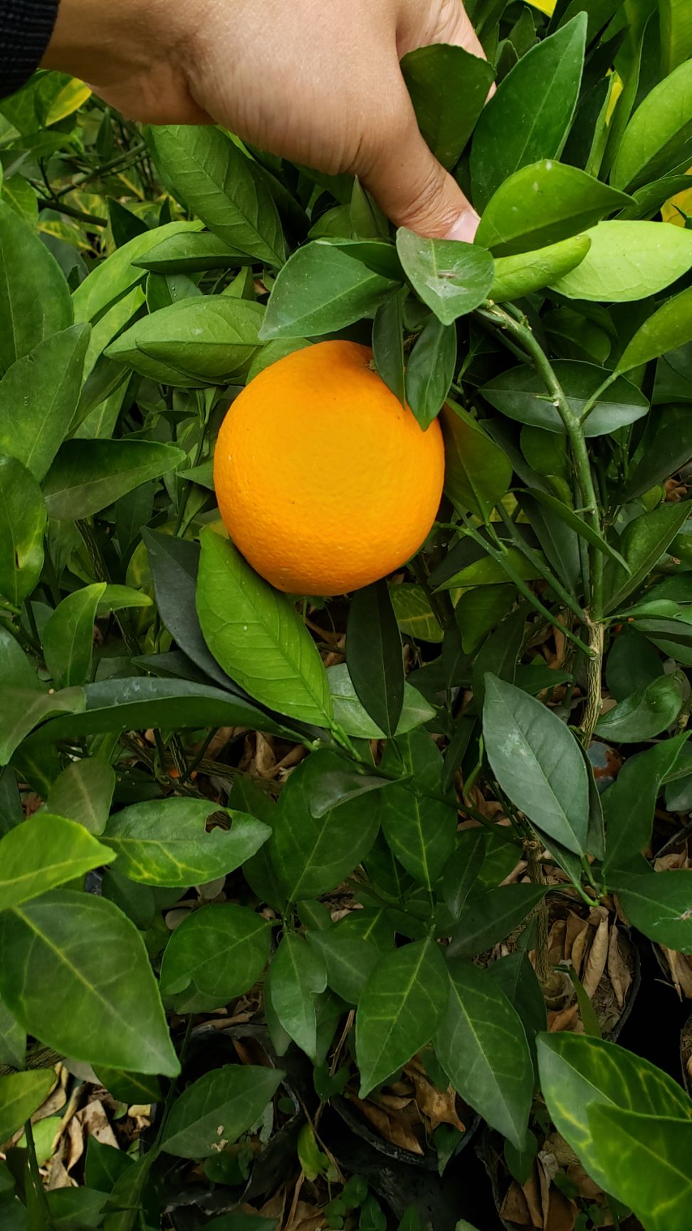 纽荷尔脐橙苗 赣南脐橙苗（纽荷尔）