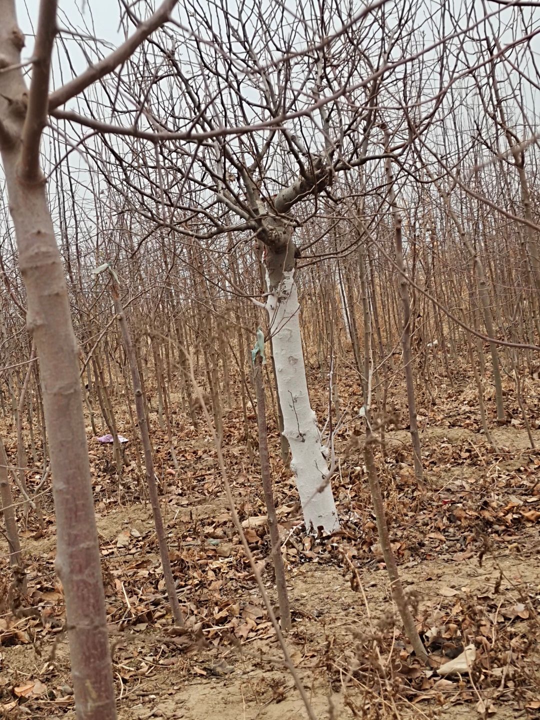 富贵王子海棠 出售富贵王子