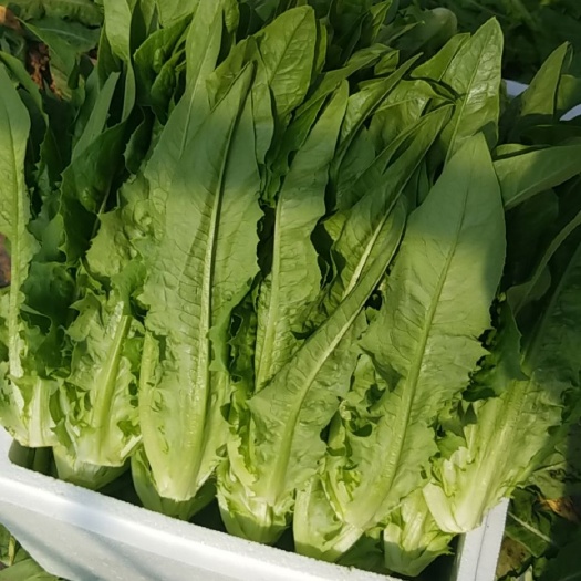 昆明青油麦  油麦，产地批发  代办