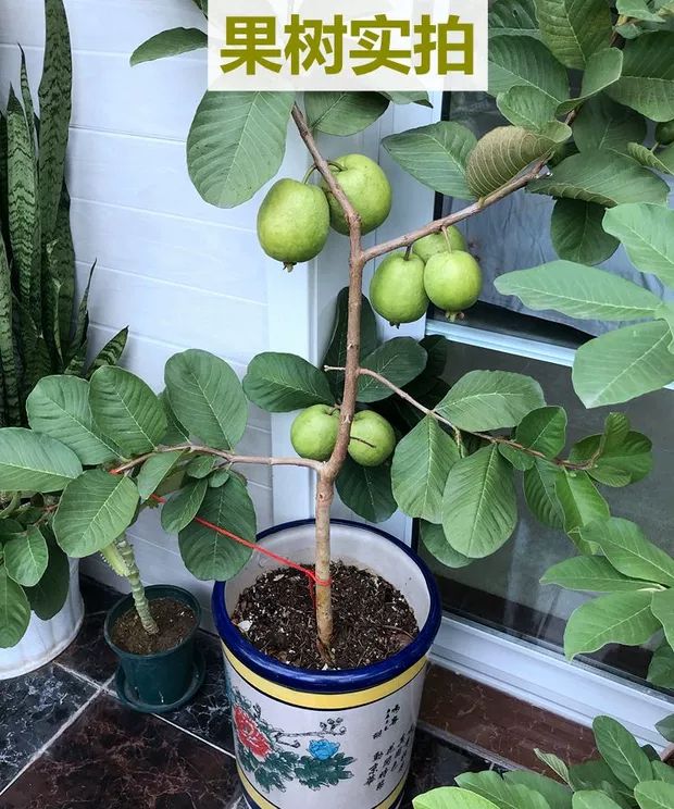 番石榴苗四季白心红心珍珠西瓜红芭乐嫁接苗包邮