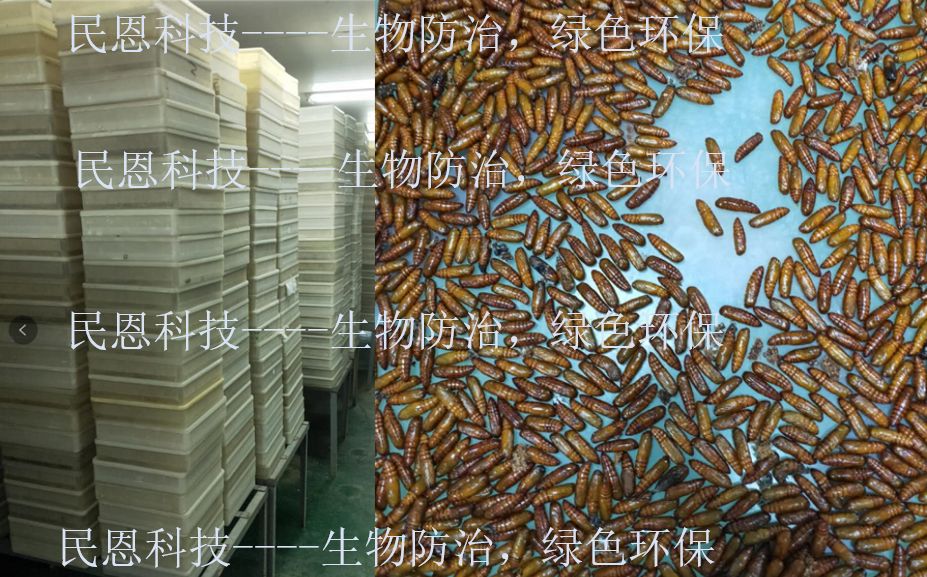 生物防治虫 生物虫  花绒寄甲厂家直销防治天牛科害虫，民恩科技，服务三农！