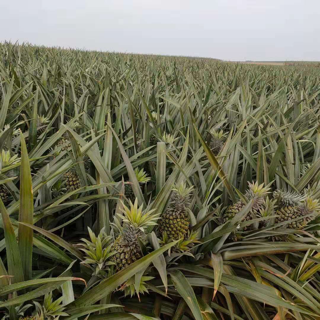  《选好货》徐闻菠萝 热带水果 一件代发 坏果包赔