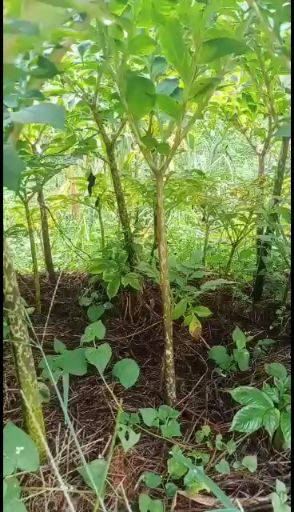 魔芋种子 质量好，服务到位，做到让每一个客户安心种植，做到共同发展