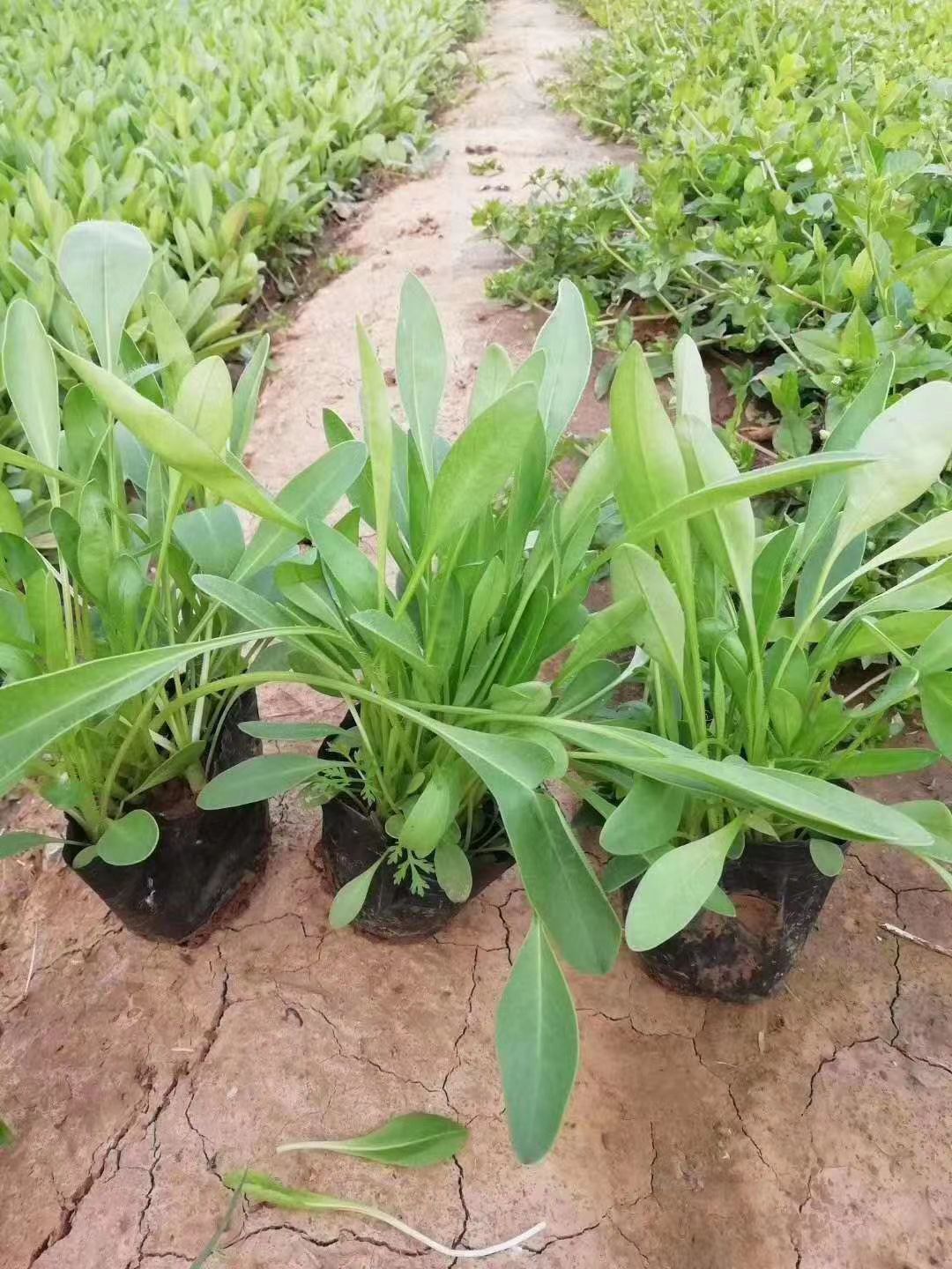 天人菊  大花金鸡菊 营养钵金鸡菊山东青州宿根花卉