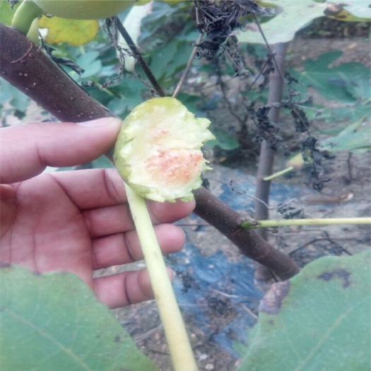 泰安波姬红无花果苗  死苗补发波姬红无花果保证成活率95%以上
