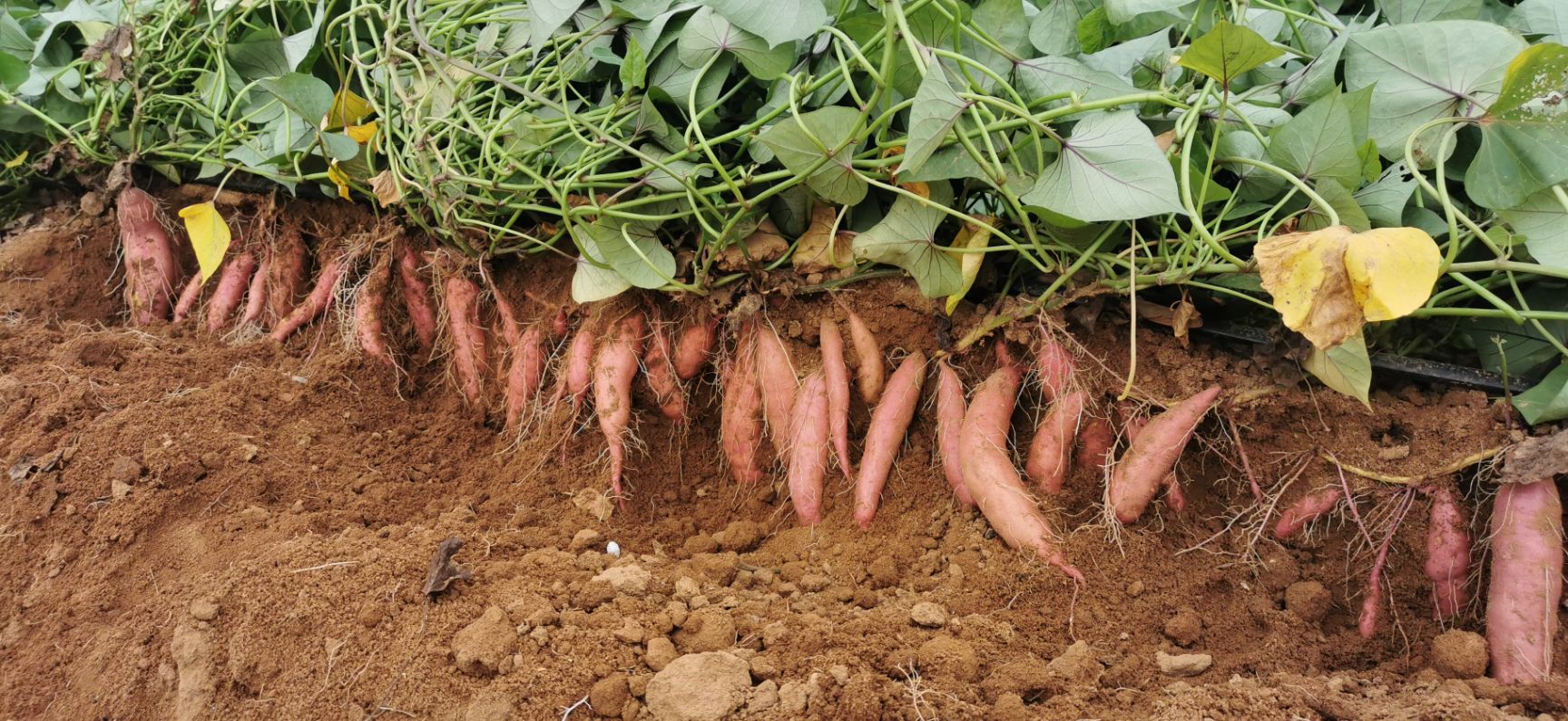 板栗薯  南方济薯26红薯