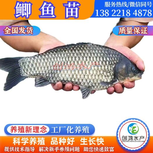 广州【优质精选】鲫鱼鱼苗 快大巨鲫鱼苗 鲫鱼水花供应