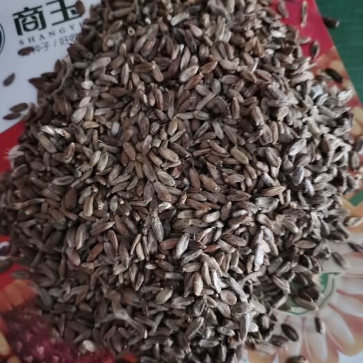 郸城县白术种子