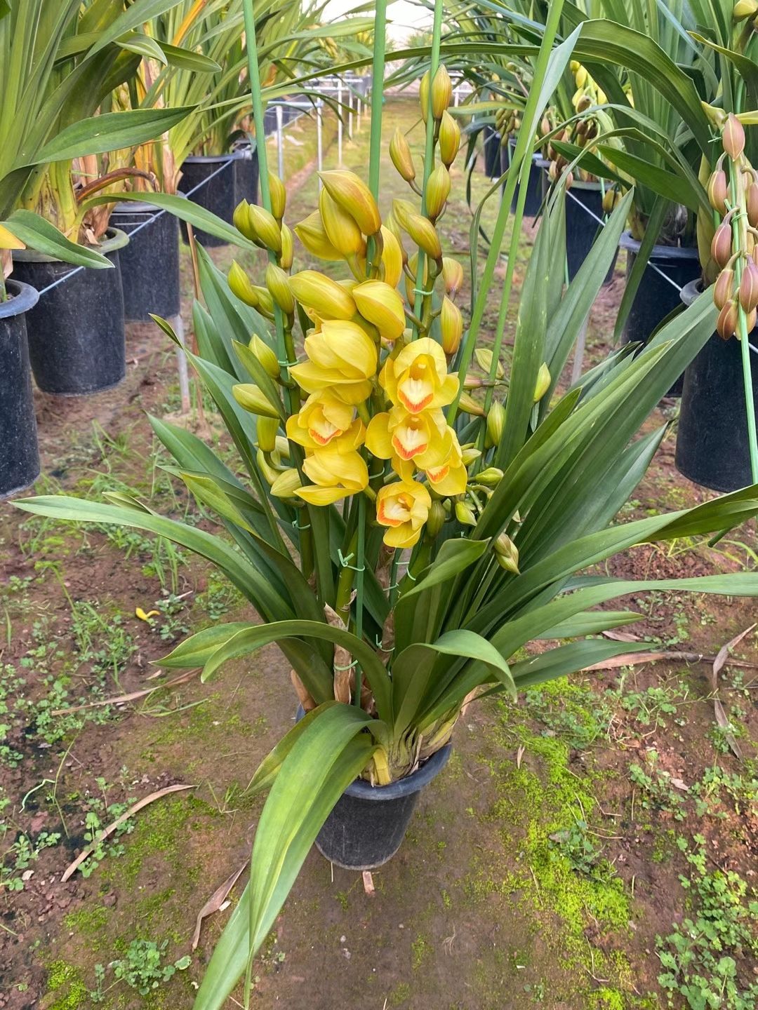 大花惠兰 大花卉兰种植基地批发云南