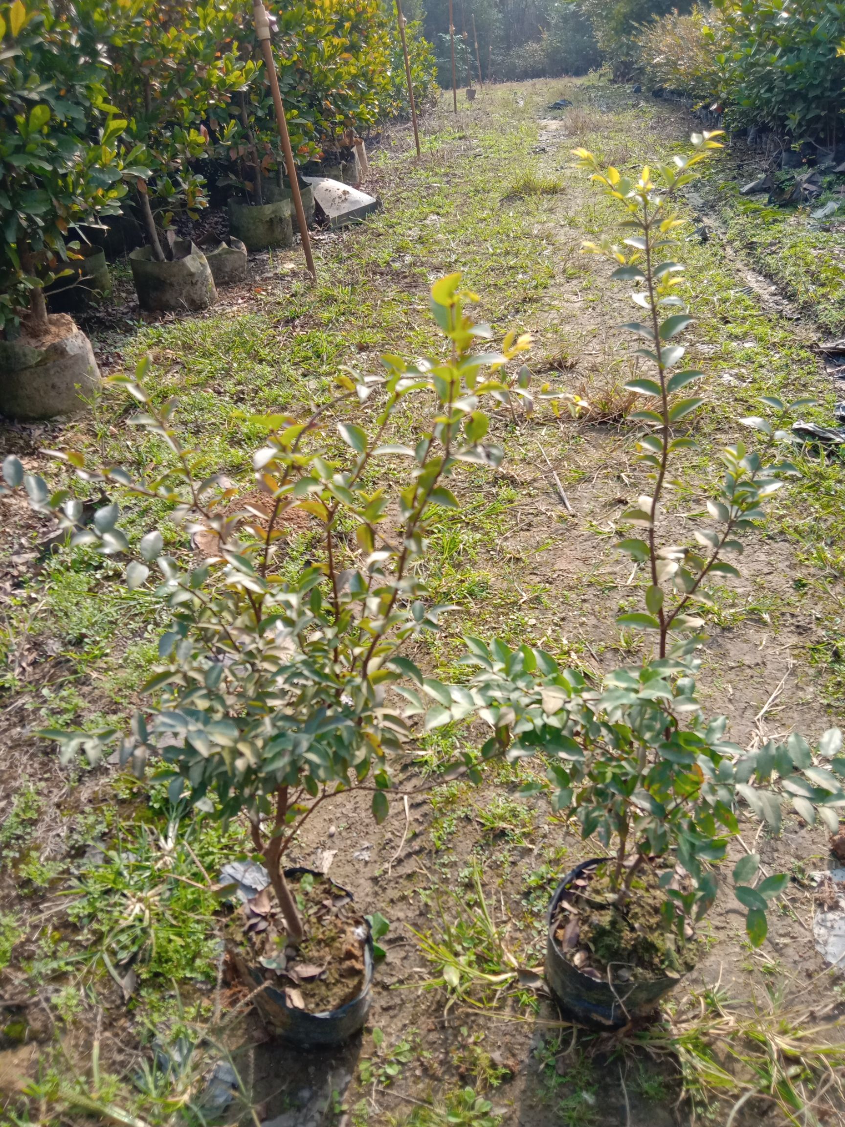 福冈嘉宝果苗庭院盆栽果树苗果大耐寒