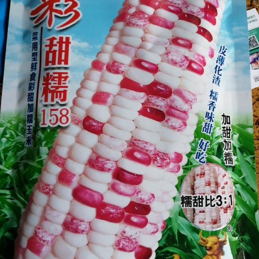 甜糯玉米种子 皮薄化渣，糯香味甜，好吃。