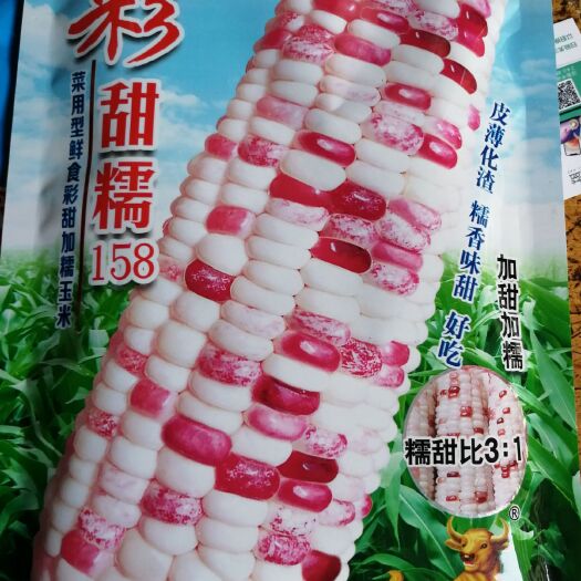 西昌市甜糯玉米种子 皮薄化渣，糯香味甜，好吃。