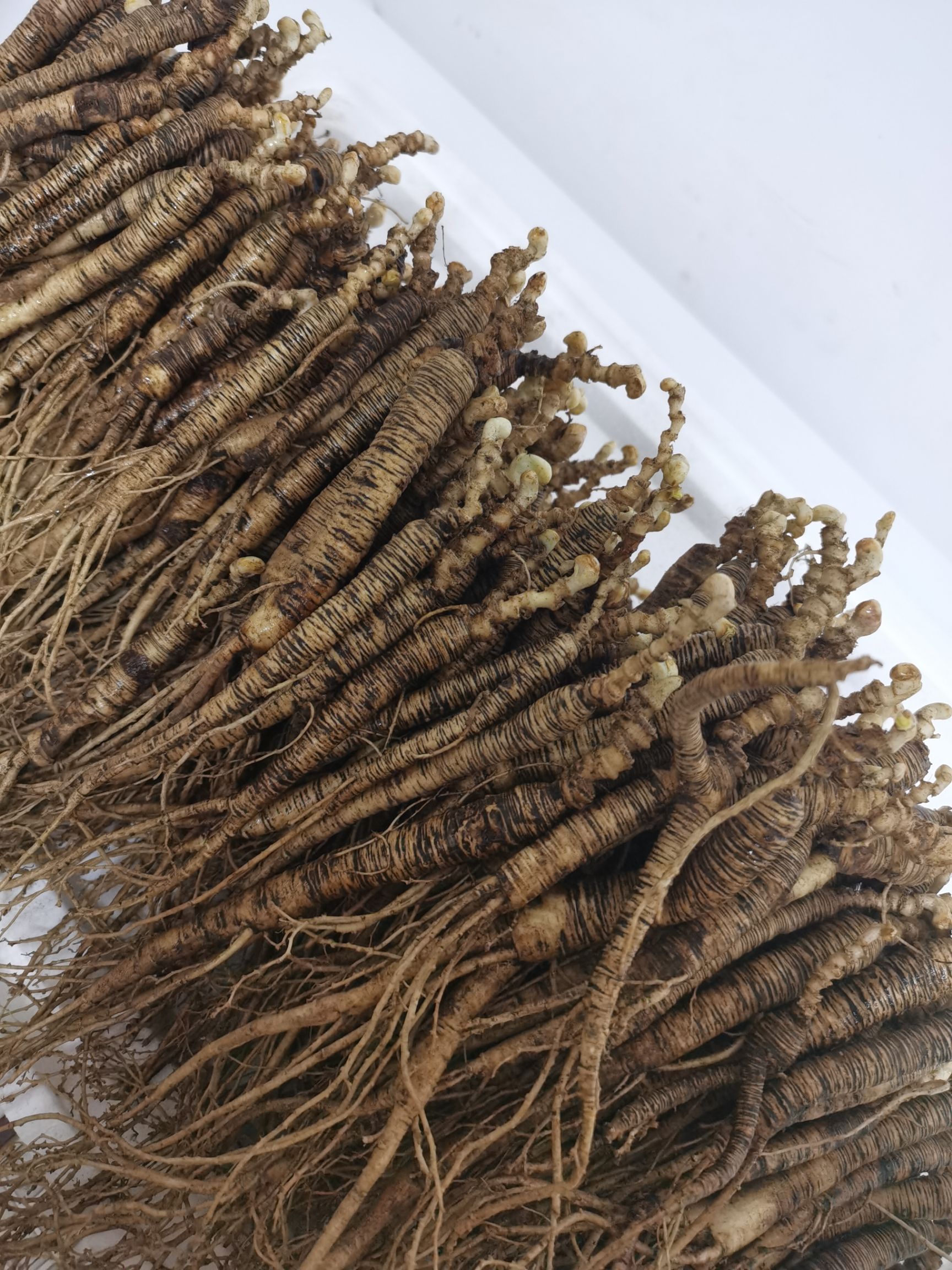 林下参 鲜人参 人参 东北特产 老池