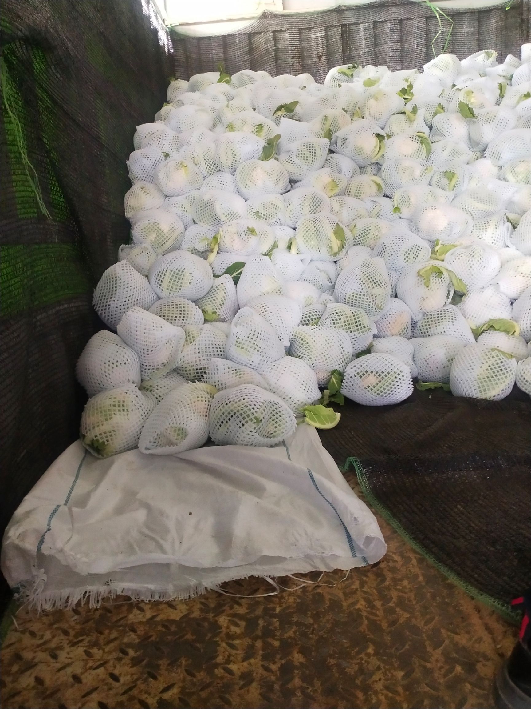实花，菜花，诚信代发.产地供货