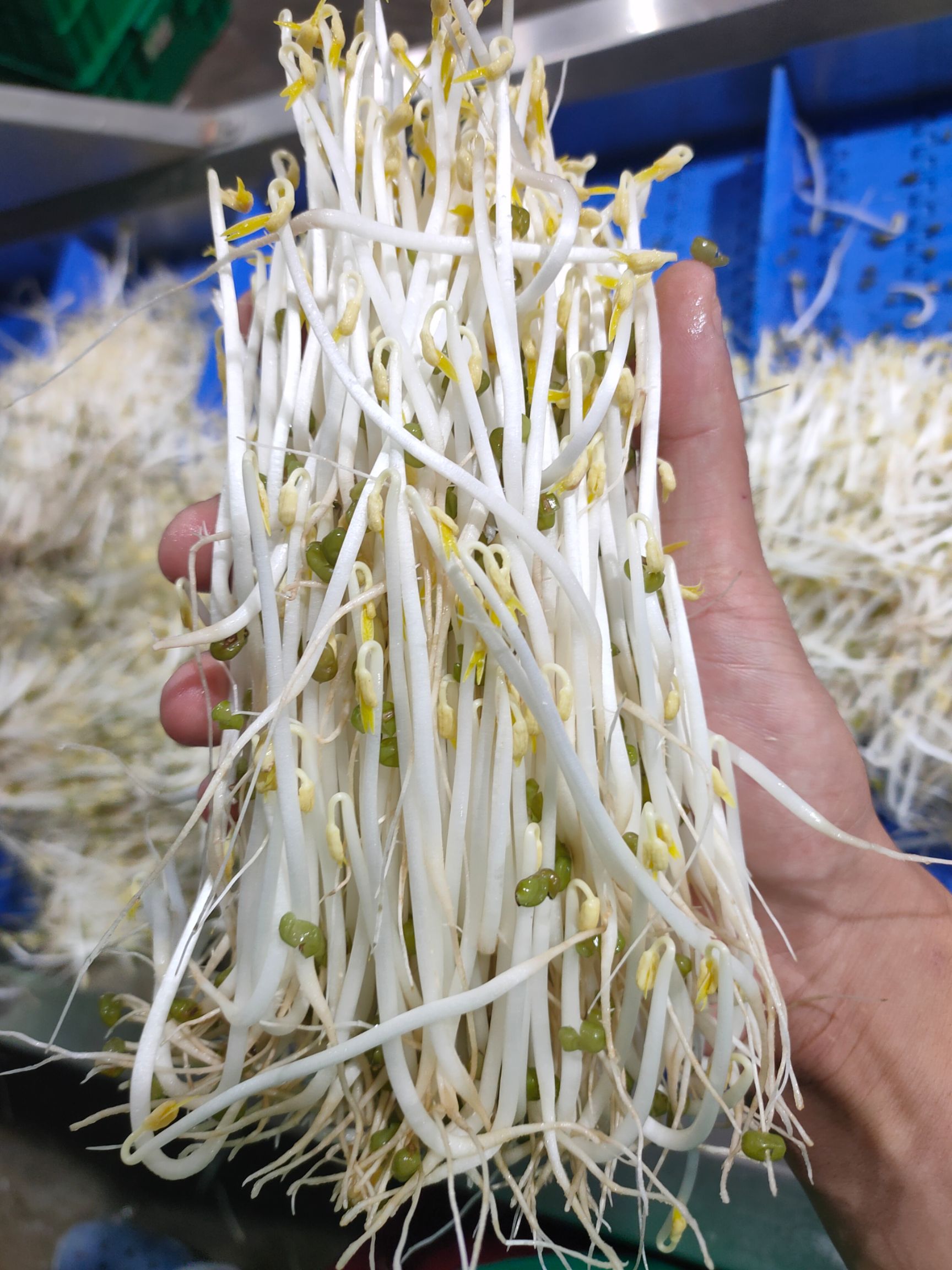 绿豆芽黄豆芽 ***豆芽