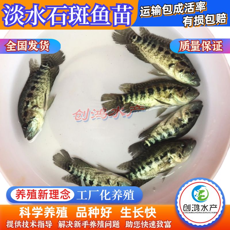 淡水石斑鱼苗  【大量批发】淡水珍珠石斑鱼苗 龙胆石斑鱼苗 老鼠斑鱼苗