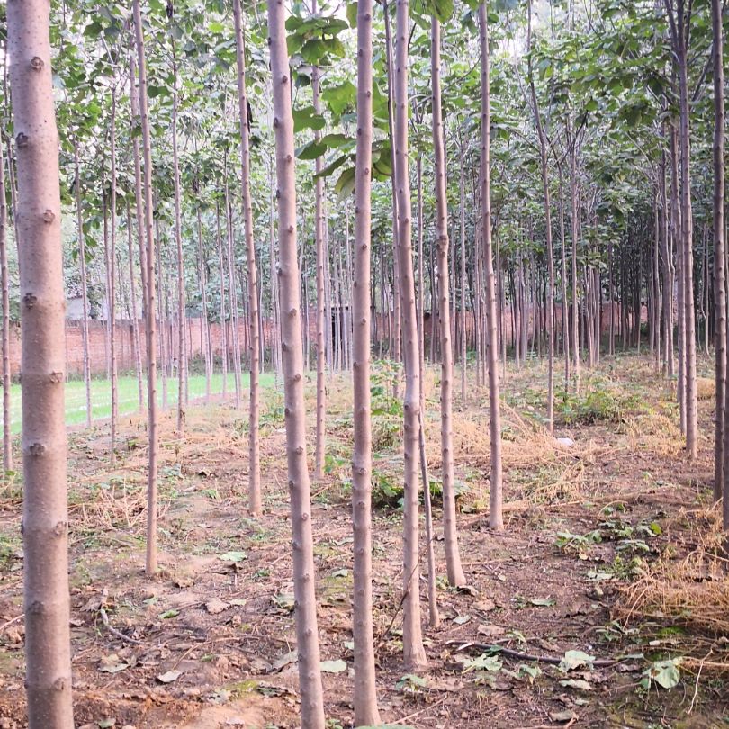 河南楸 低价出售梓树苗