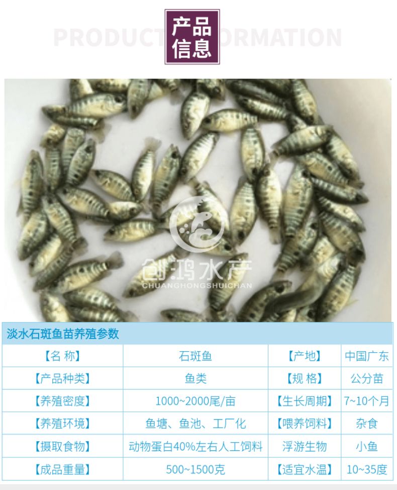 淡水石斑鱼苗  【大量批发】淡水珍珠石斑鱼苗 龙胆石斑鱼苗 老鼠斑鱼苗