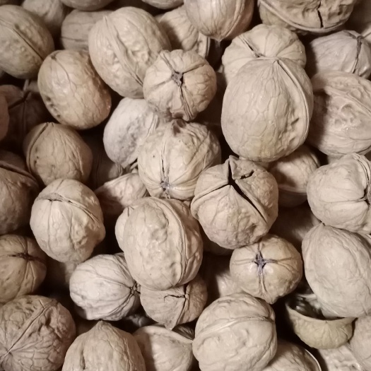 襄樊新疆185核桃 新疆阿克苏185纸皮核桃