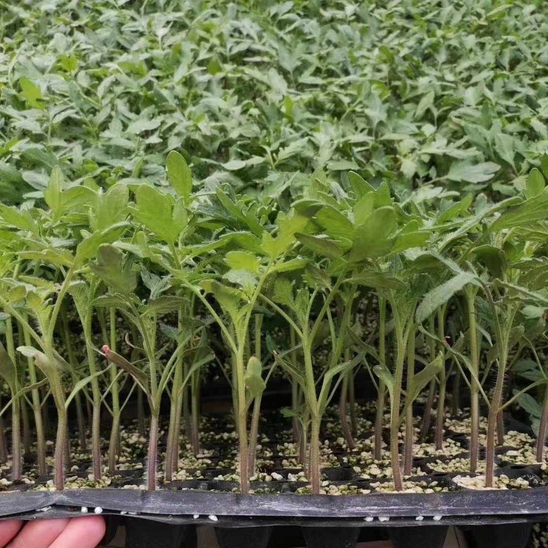 甜珍珠小西红柿苗糖度高口感好新品种