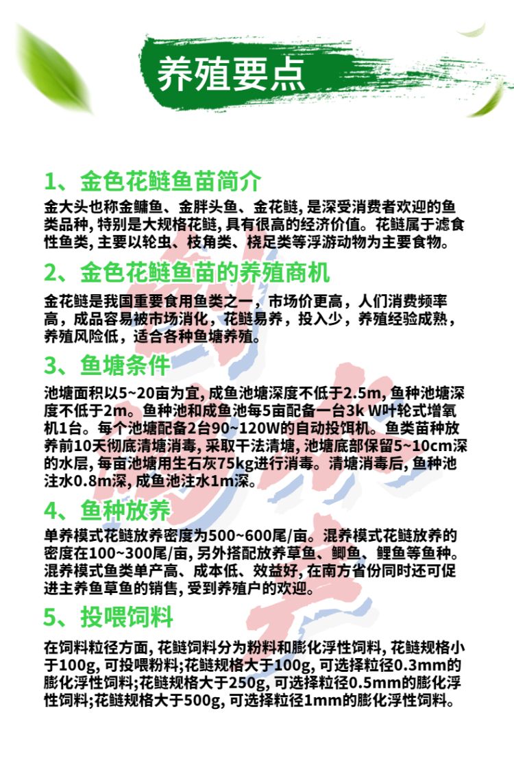 基地直供 金丝大头鱼苗 金大头鱼苗 金色鳙鱼苗 淡水养殖