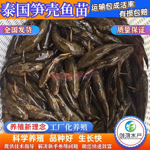 广州优质笋壳鱼苗 泰国笋壳鱼苗 杂交笋壳鱼苗 淡水养殖