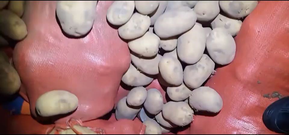 V7土豆  v7  思凡特  希森  226  荷兰  川影 要啥有啥