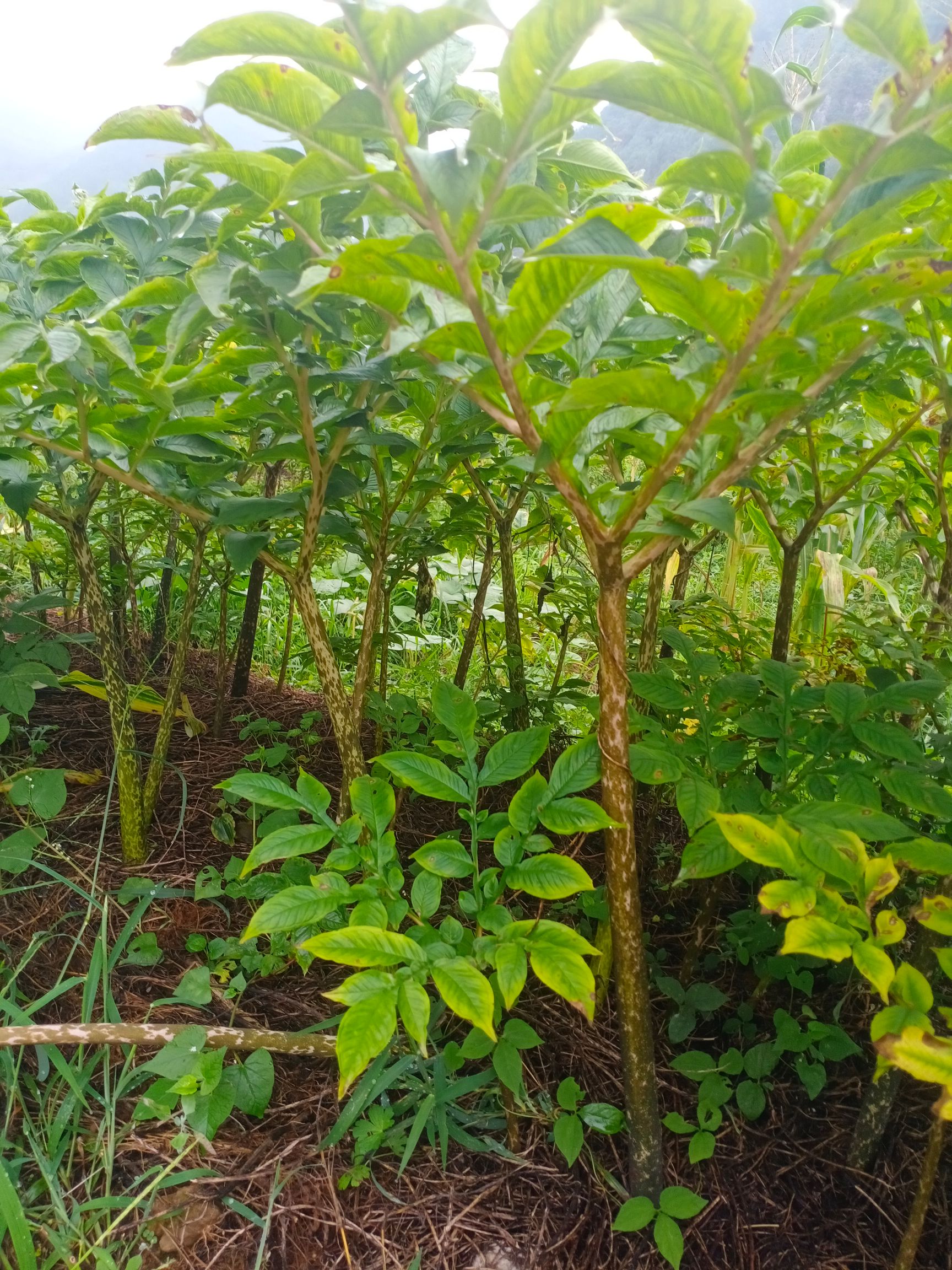 魔芋种子 质量好，服务到位，做到让每一个客户安心种植，做到共同发展
