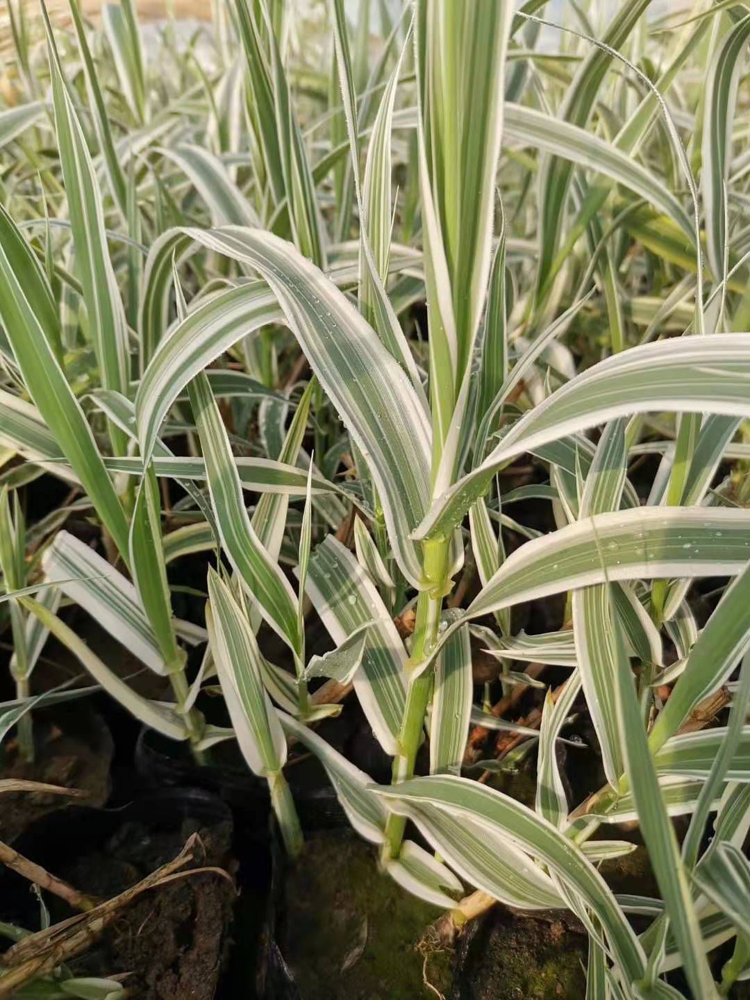 花叶芦竹 山东青州水生植物花叶芦竹种植基地