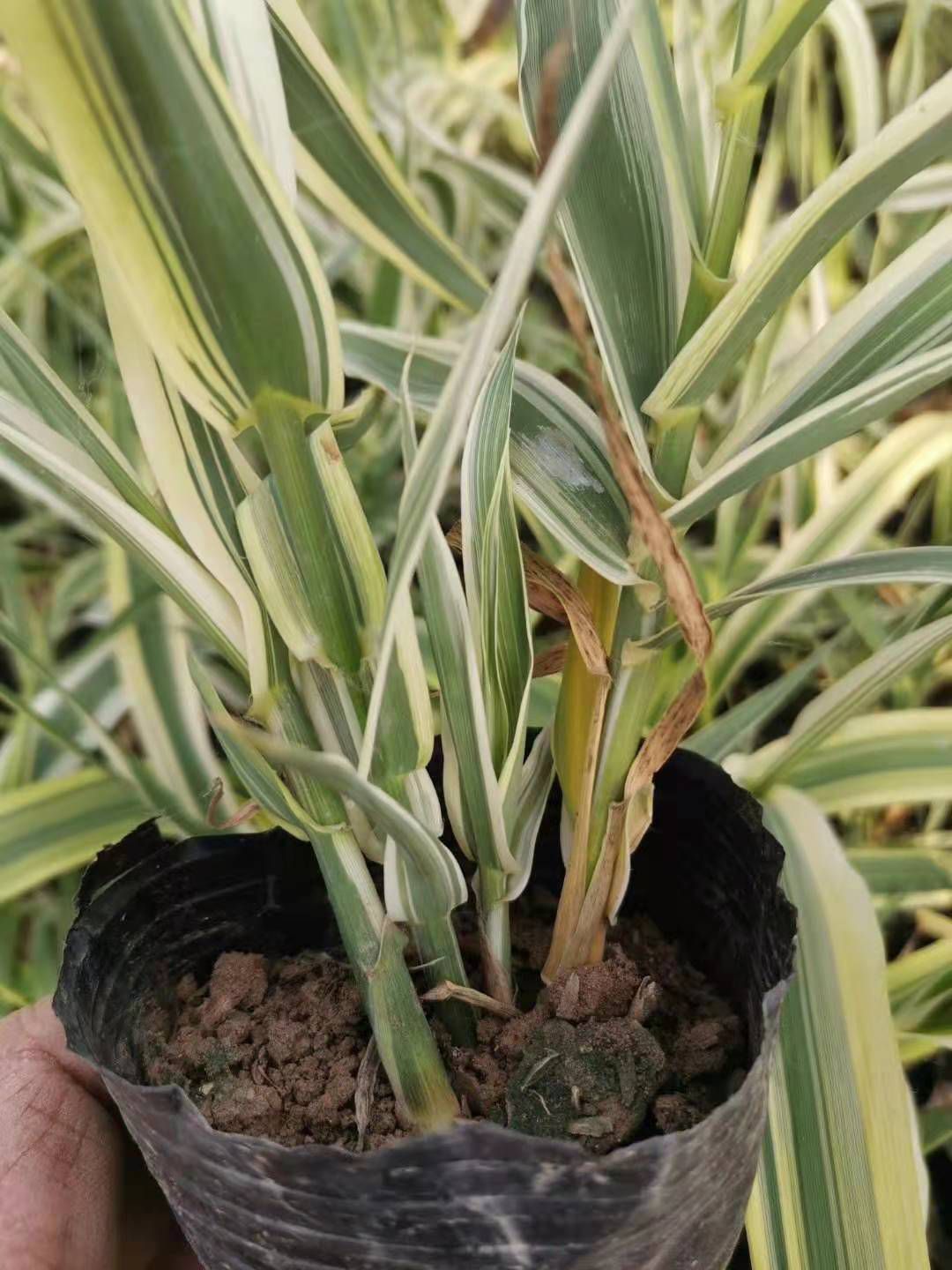 花叶芦竹 山东青州水生植物花叶芦竹种植基地