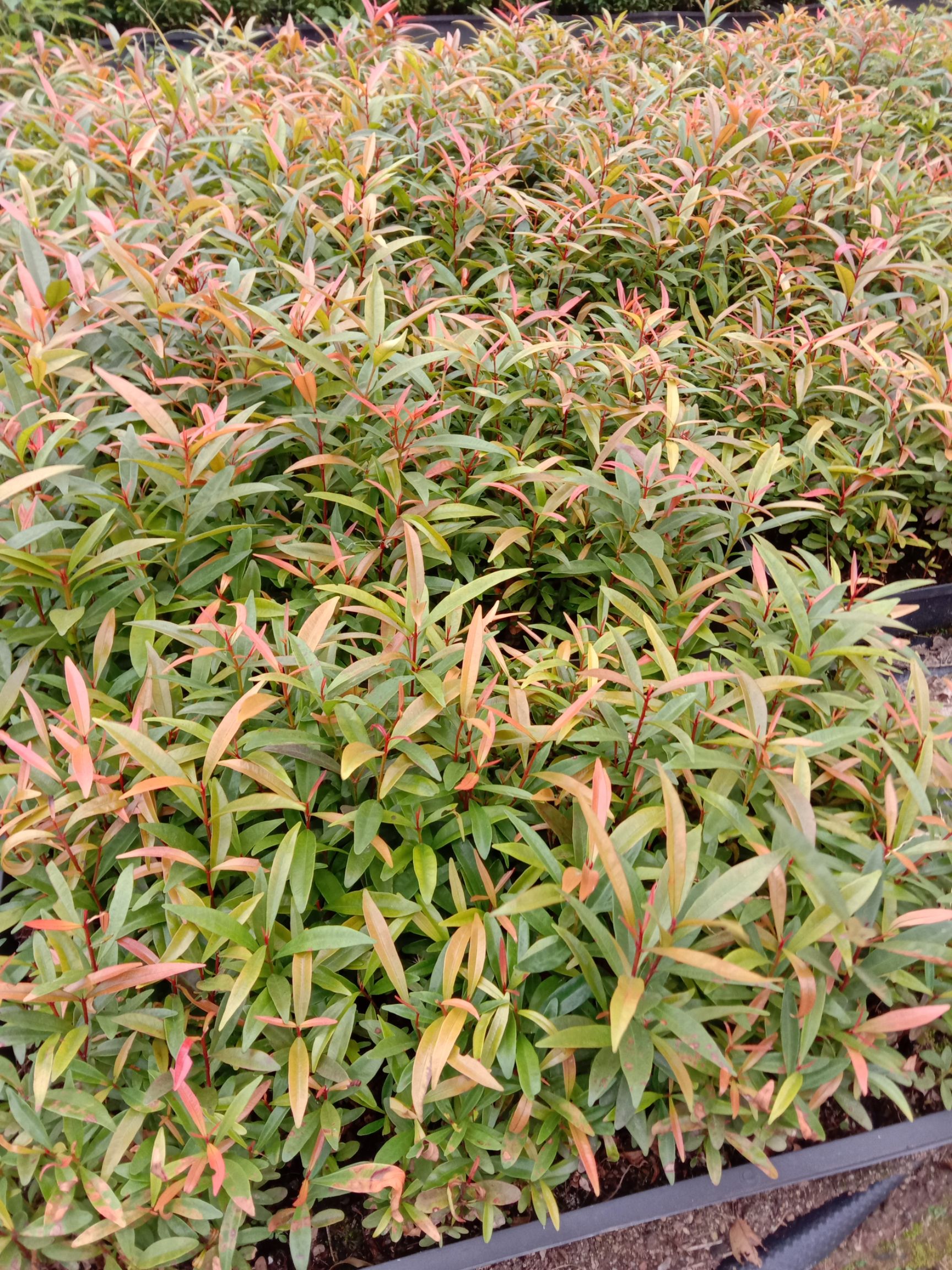 红车种苗园林绿化彩叶地被绿植