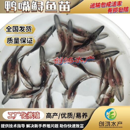 广州鸭嘴鲟鱼苗  优质鸭嘴鱼苗 鸭嘴寻鱼苗  淡水养殖