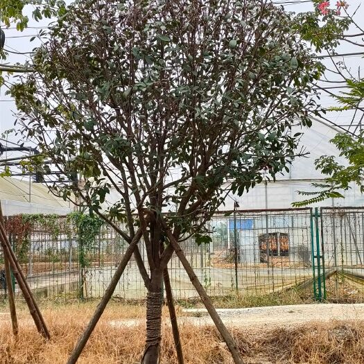 南宁 红叶石楠
