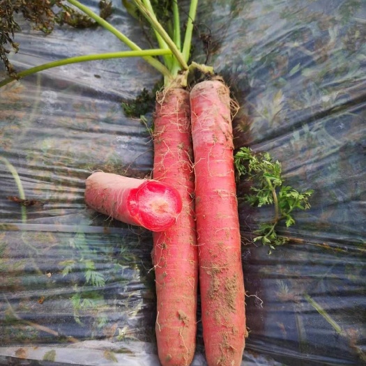 武功县秤杆红萝卜 大荔红萝卜