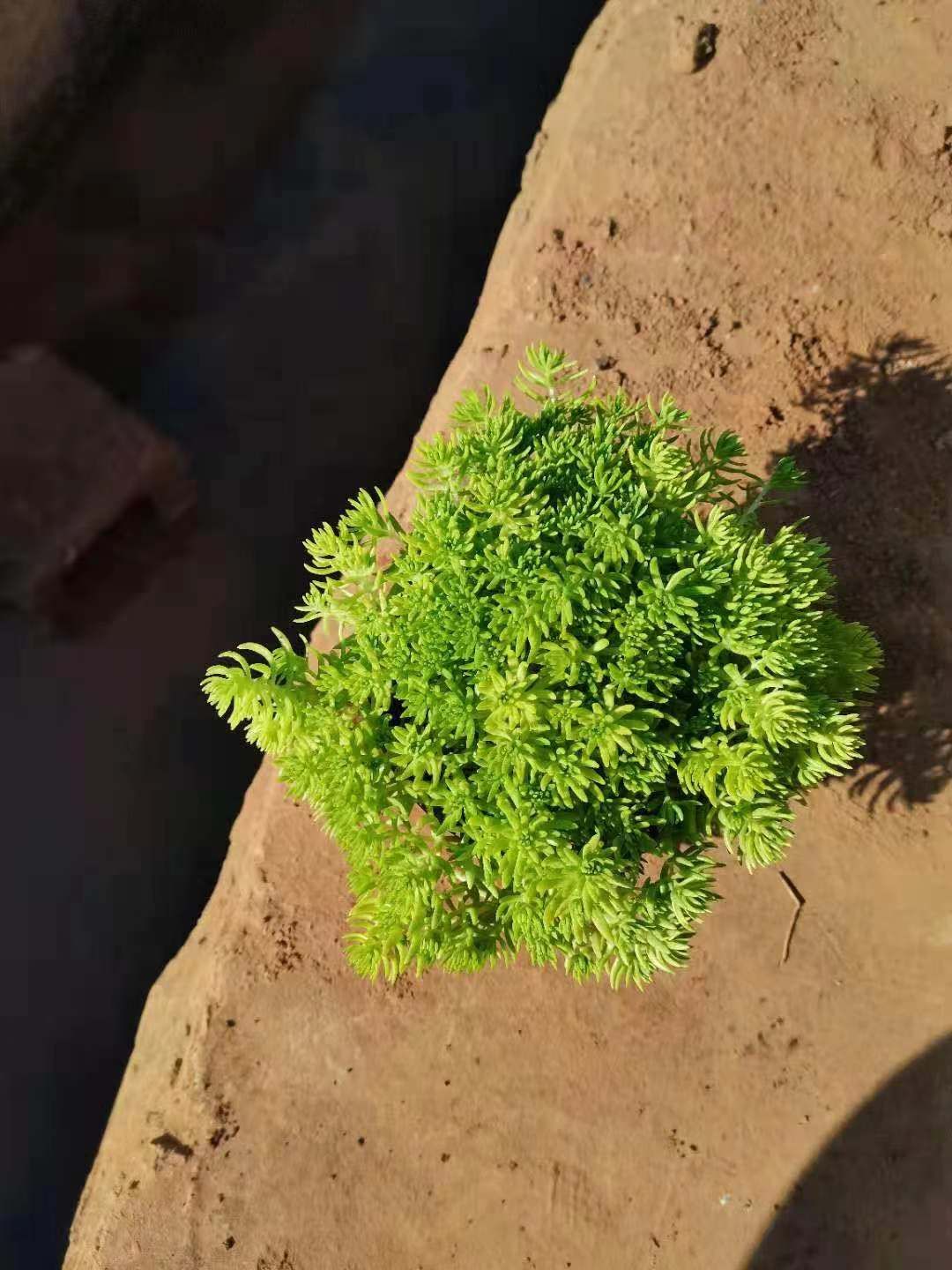 佛甲草