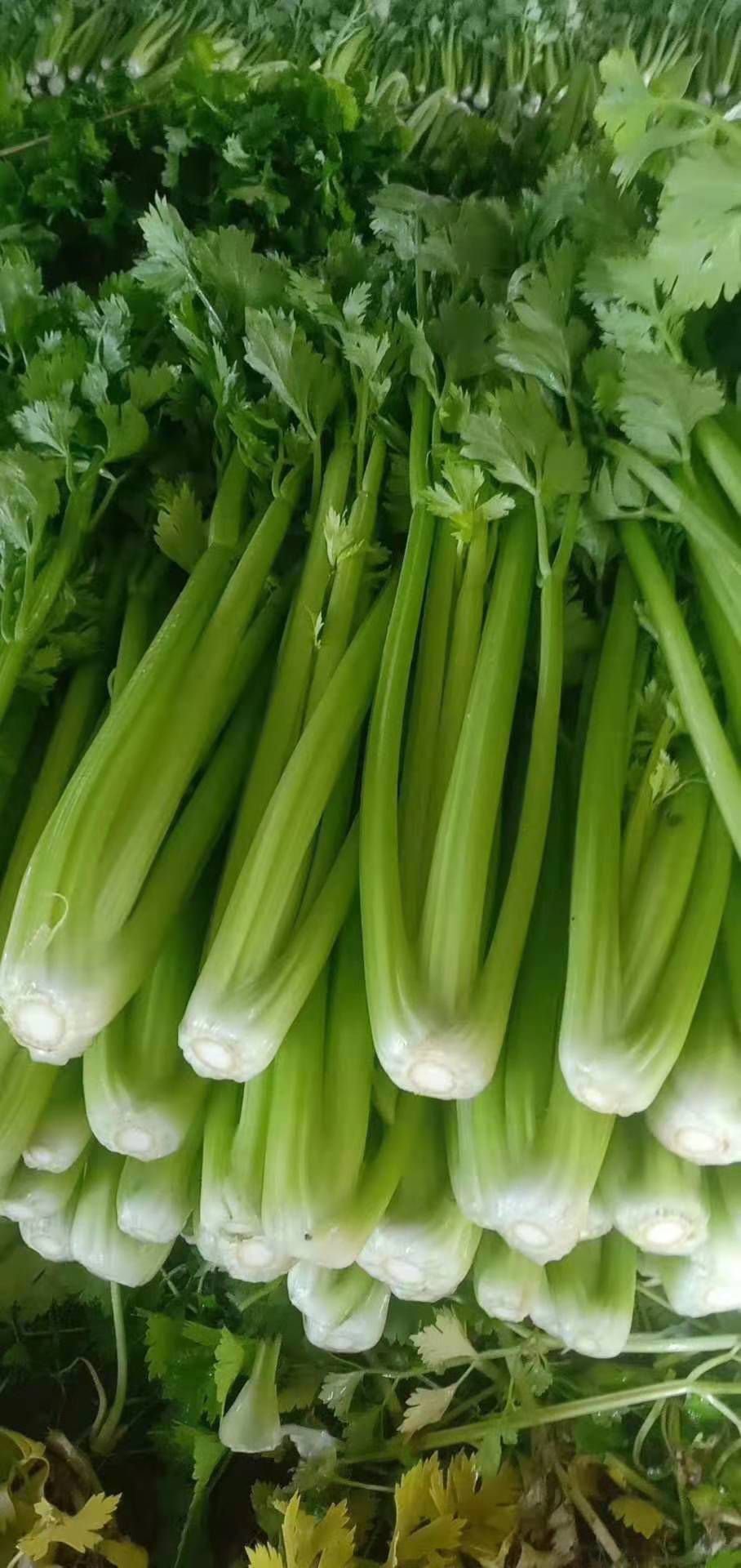 芹菜货源充足 欢迎各位老板 前来考察选购 一次合作终身难忘