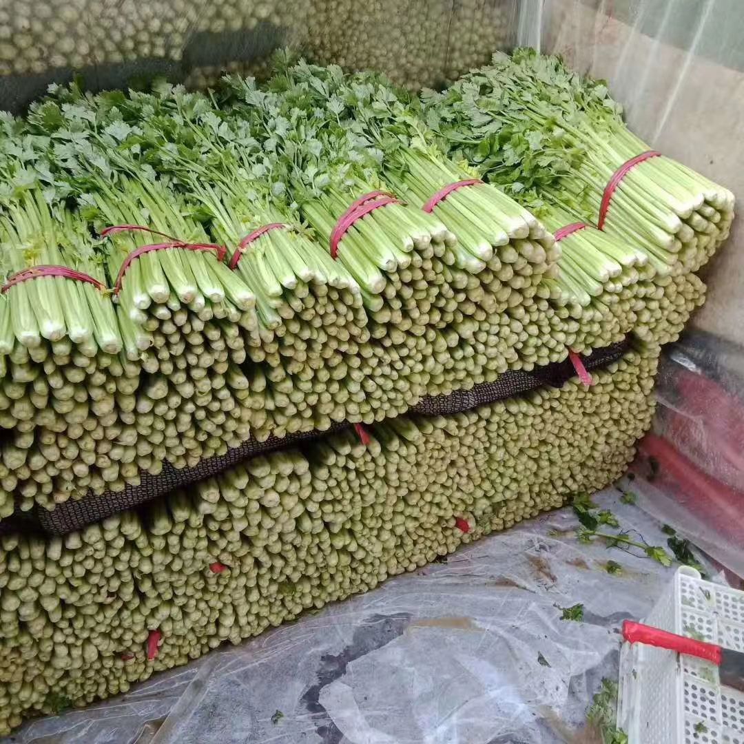 芹菜货源充足 欢迎各位老板 前来考察选购 一次合作终身难忘