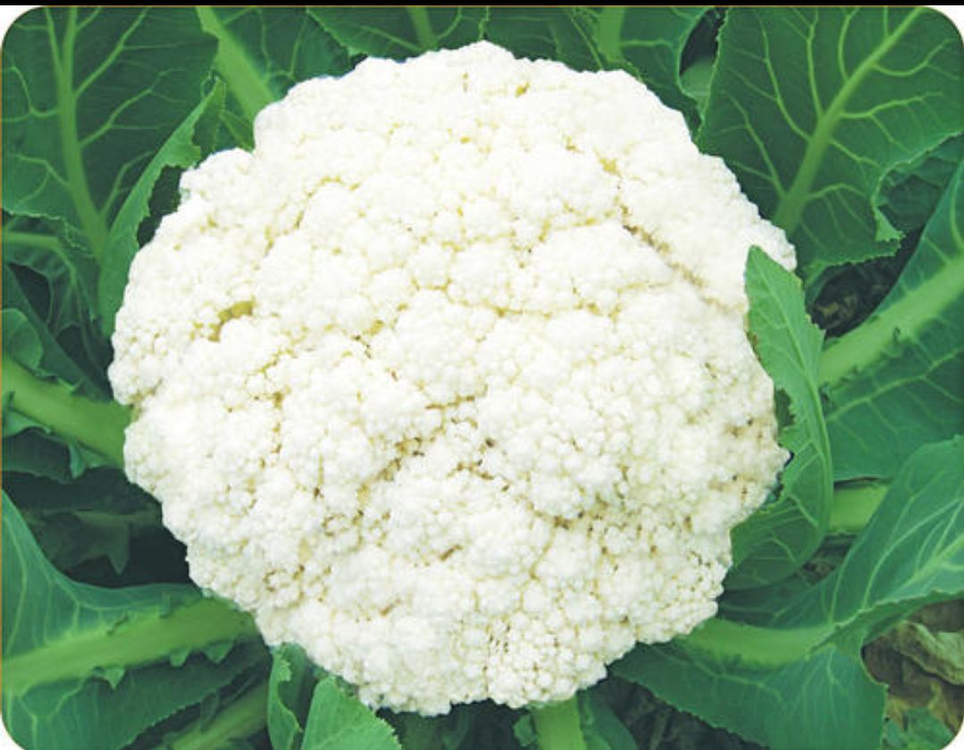 松花菜种子 白花菜种子 雅婷 花椰菜 杂交种