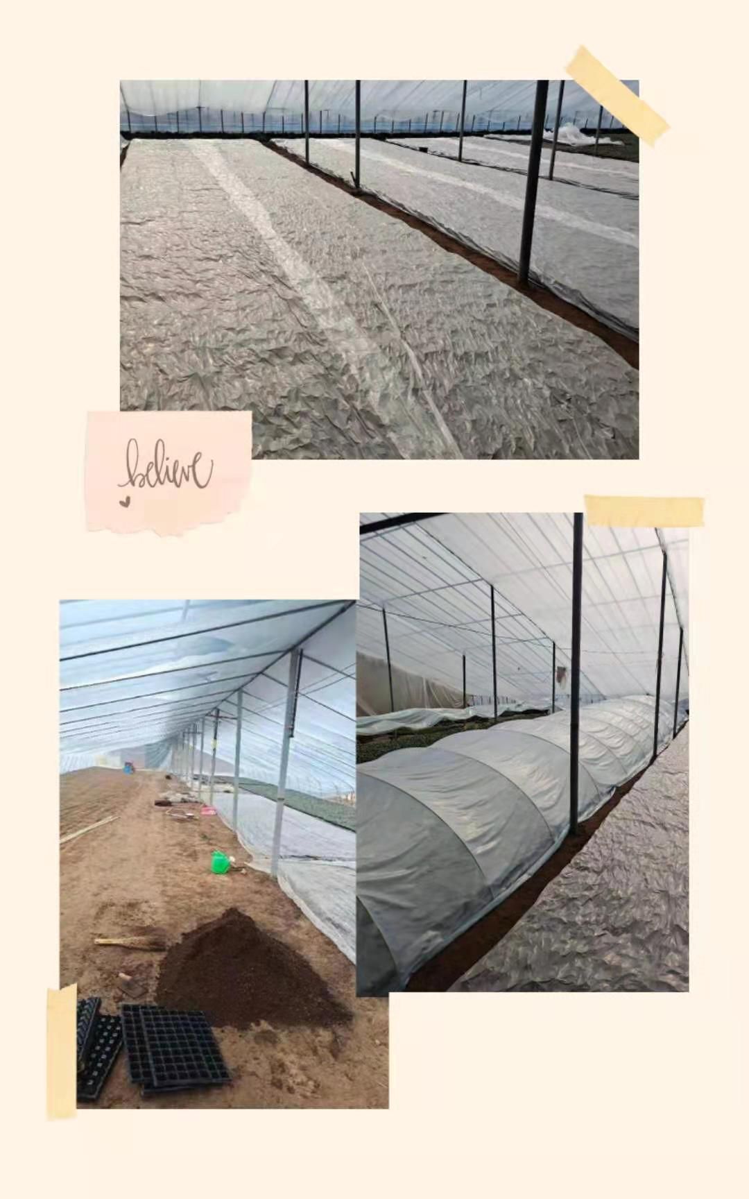 京嘉301直播西瓜苗  微萌美都直播西瓜苗、一级苗壮苗墨绿色