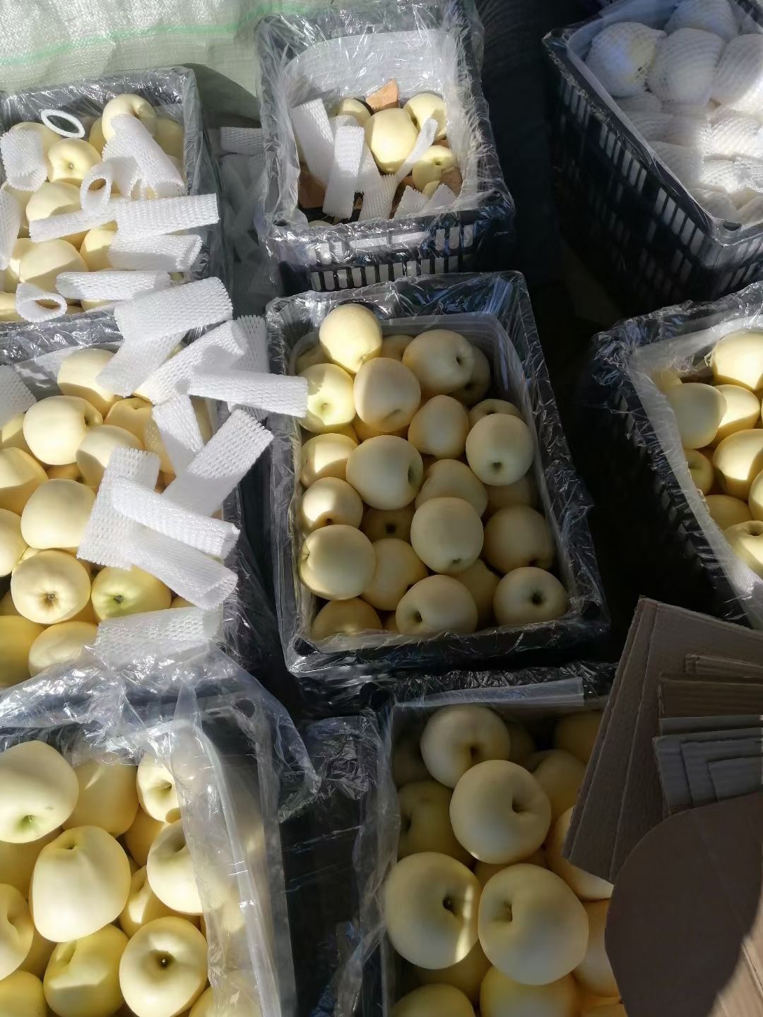 黄元帅苹果  辽宁绥中精品黄元帅大个干净白大量货源存库大量供