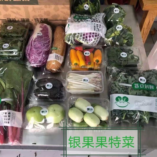 寿光市非洲冰草  银果果特菜   高档礼品菜