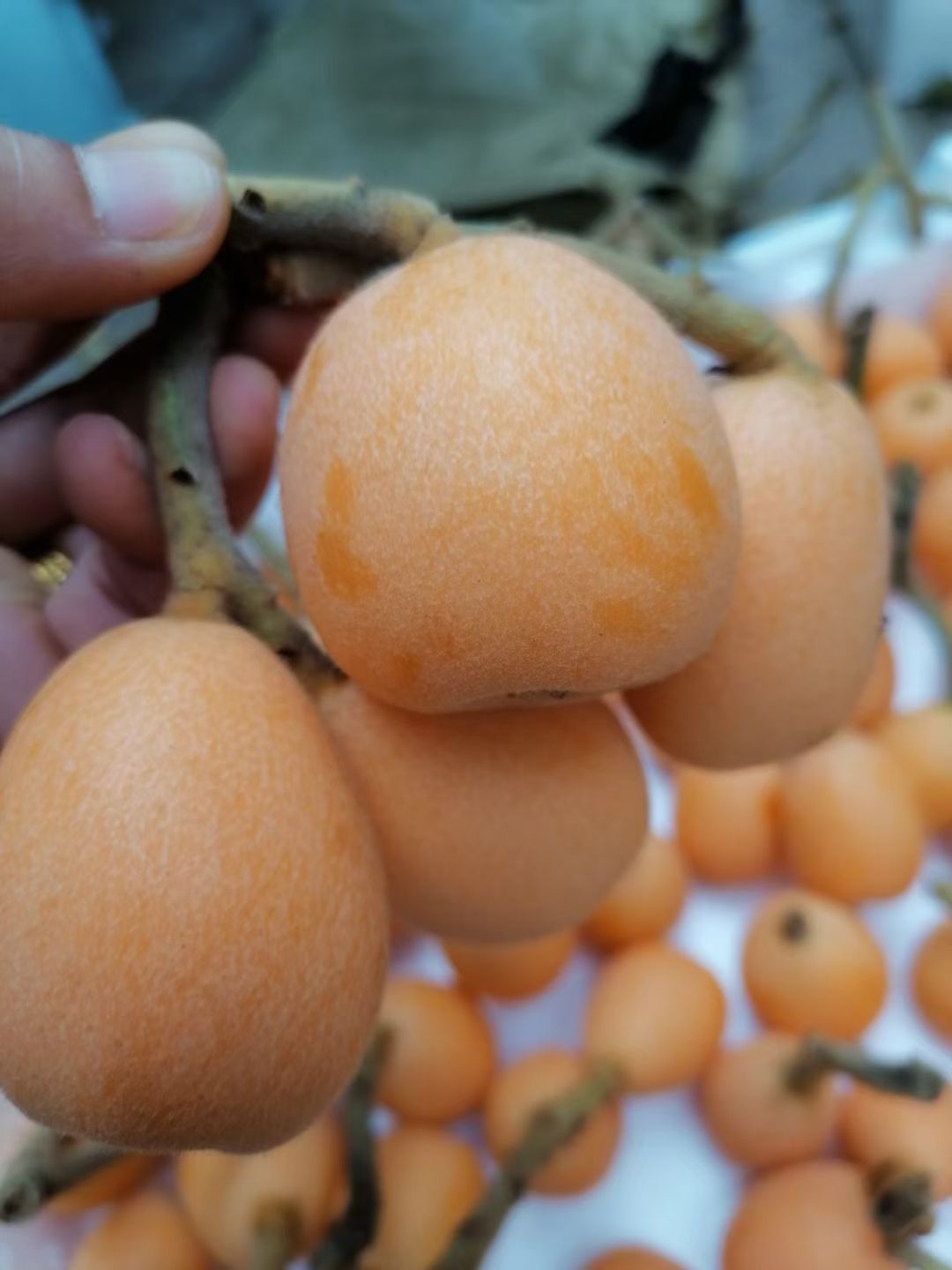 云霄枇杷 蒙自枇杷