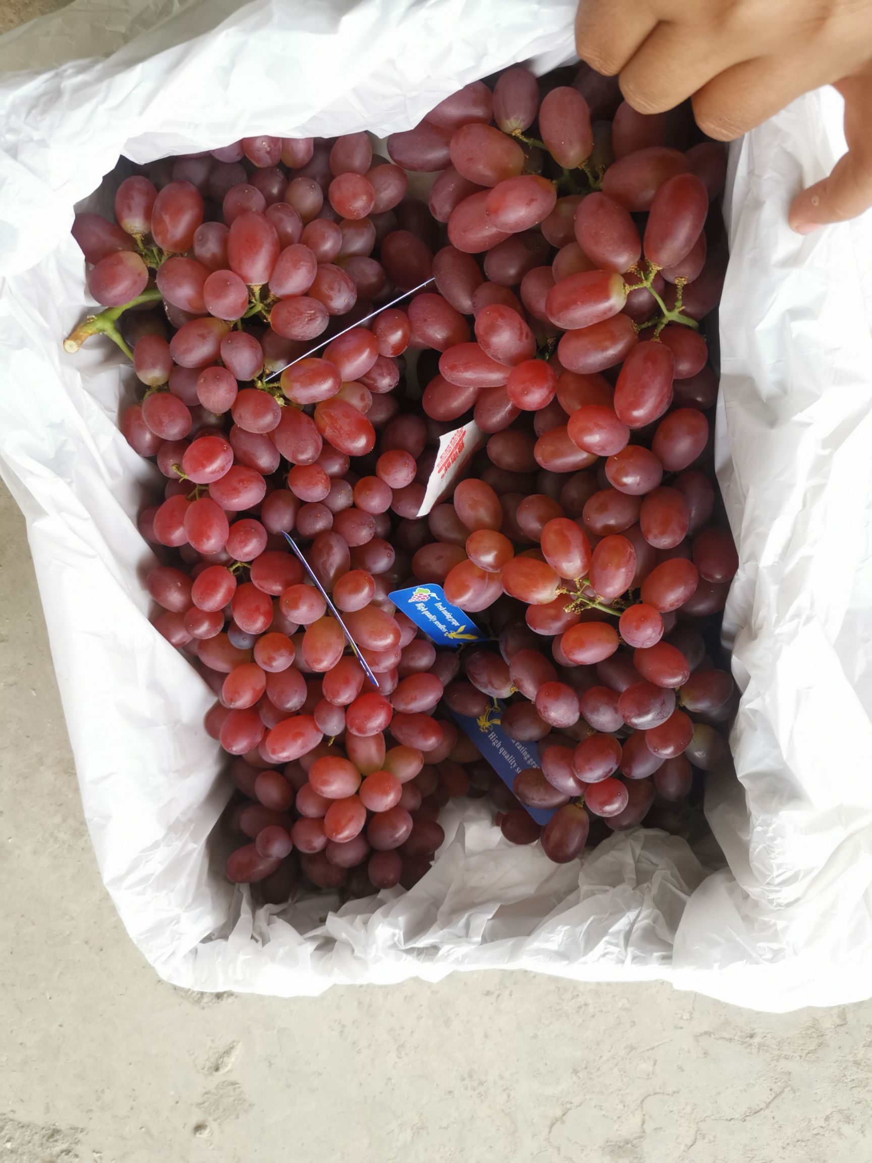 克伦生葡萄  大量库存克伦生欢迎资源