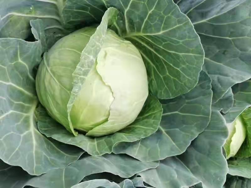 冬绿甘蓝 1.5~2.0斤 