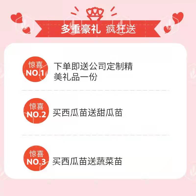 美都西瓜苗  南砧木嫁接，一级苗，墨绿色，高抗病。